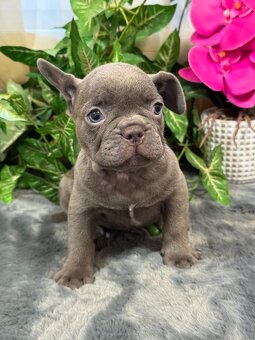 Francúzsky buldoček,buldog,bulldog krásne farby - 5