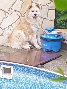 Akita inu krytie - 5