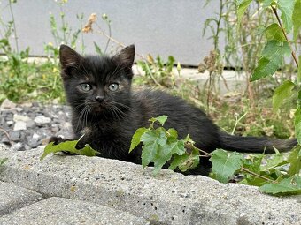 🐾 Dve zachránené mačičky hľadajú spoločný domov 🐾 - 5