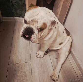 Anglicky buldog krytie - 5