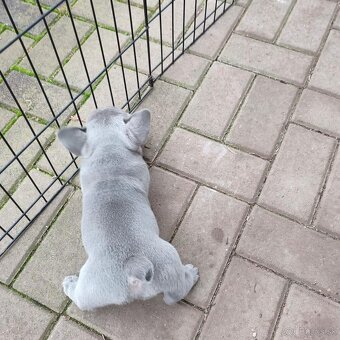 Francuzsky buldoček - 5