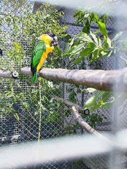 Amazonik čiernotemenný - 5