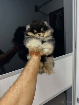 Pomeranian mini - 5