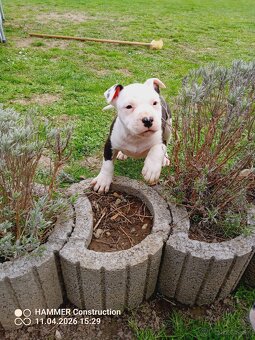 Americký Staforčírsky teriér , Amstaff - 5