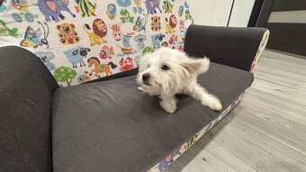 Predaj: Fenka maltezáka, 4 mesiace - 5