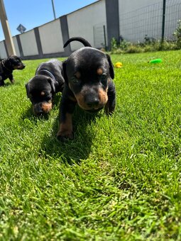 Dobermann - 5
