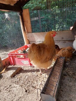 Brahmanka velka porcelanova, Orpingtonka - 5