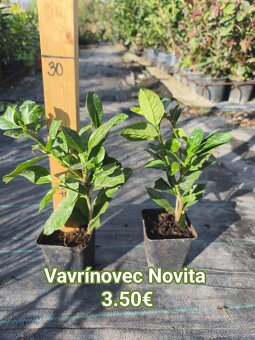 Vavrinovec cervienka - 5