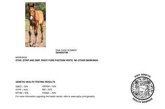 2,5 ročná Quarter Horse kobylka - 5