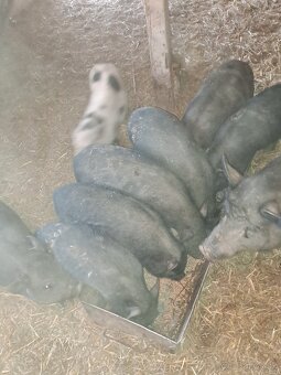 Vietnamské prasiatka - 5