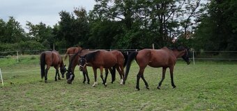 Ponúkam ustajnenie - 5