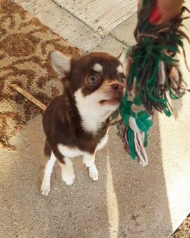 Čivava čokoládová  ‐    fenka - 5