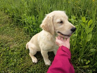 Zlatý retriever - 5