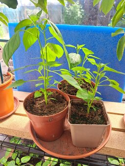 Predám priesady chilli papričiek - 5