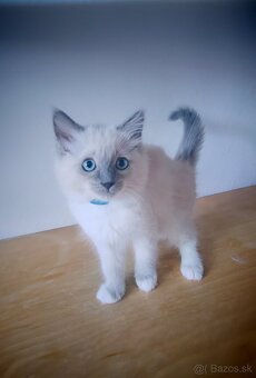 Predám Ragdoll - 5