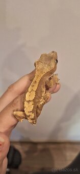 Pagekon riasnatý ( Correlophus ciliatus) - 5