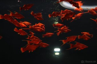 ⛔️Xiphophorus Helleri Red Ruby⛔️ - 5