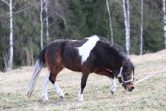 Belgický miniatúrny poník - 5