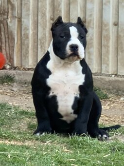 Na predaj American Bully - 5