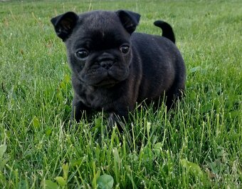 Šteniatka mops X francúzsky buldog - 5