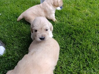 Zlatý retriever šteniatka - 5