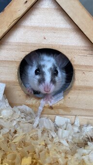 Myška - 5