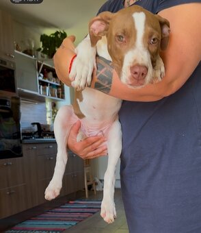 Americky pitbull terier s pp - 5