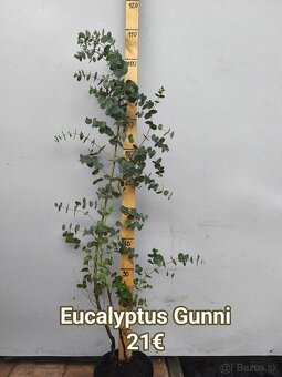 vavrínovec, červienka, cyprusovec, živý plot - 5