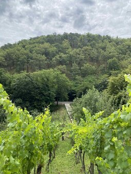 Vinica so záhradnou chatkou Modra - 5