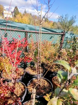 Predám Broskyňa , Marhuľa , Jabloň , Slivka , Hruška, Višňa. - 5