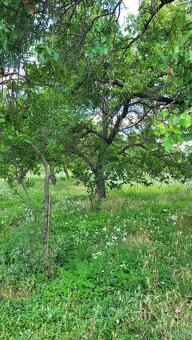 Na predaj záhrada s vinicou Hegyfarok Štúrovo - 5