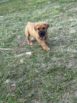 Boerboel - štěňátko pejsek - 5