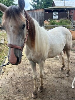 Kobyla 3 ročná - 5