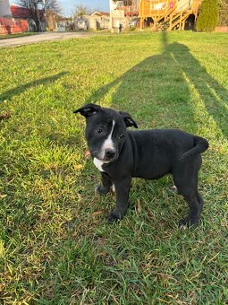 Staford šteniatka. - 5