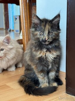 Mainska myvalia, maine  coon - 5