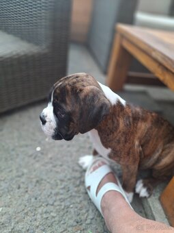Boxer - 5