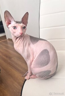 Don sphynx s PP- rodokmeňom - 5