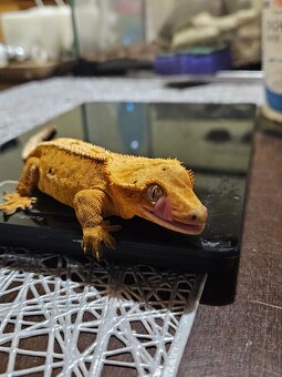 Samičky Pagekona riasnateho - 5