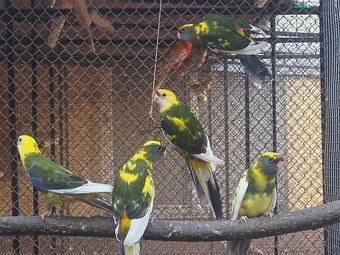 Penant zlaty pastel - 5