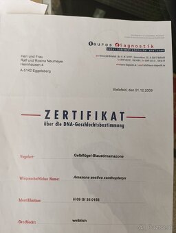 Amazoňan modročelý xanthopteryx. - 5