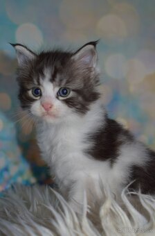 Mainska myvalia mačka - mačiatka Maine coon s PP - 5