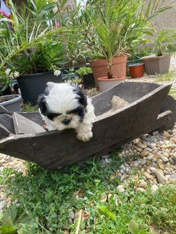 Shi-tzu,shitzu - 5