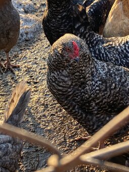 Araukana kohut 5 kusov - 5