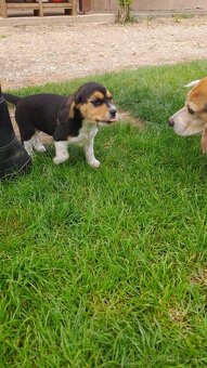 Beagle - 5