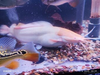 creinicichla zebrina+mix - 5