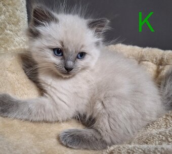 Ragdoll mačiatka - 5