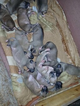 American bully XXL - 5