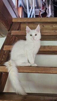 Mainské mývalie mačiatka s rodokmeňom.
- 5