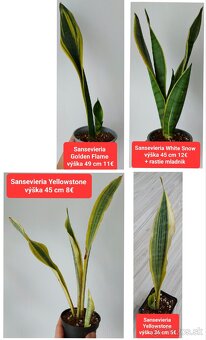 Predám izbové rastliny - 5