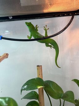 Felzuma madagaskarska - 5